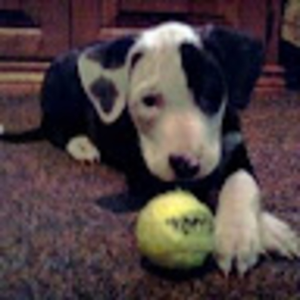 Meet your Posher, Bonnie